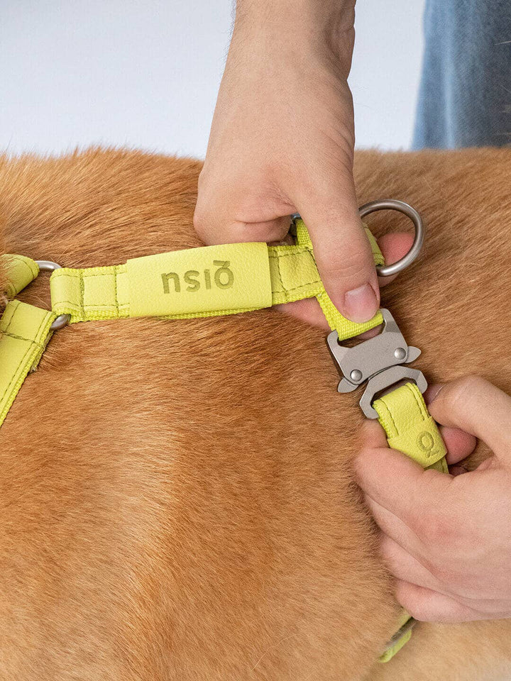 Qisu - Dog Harness | Air Collection: / Lagoon