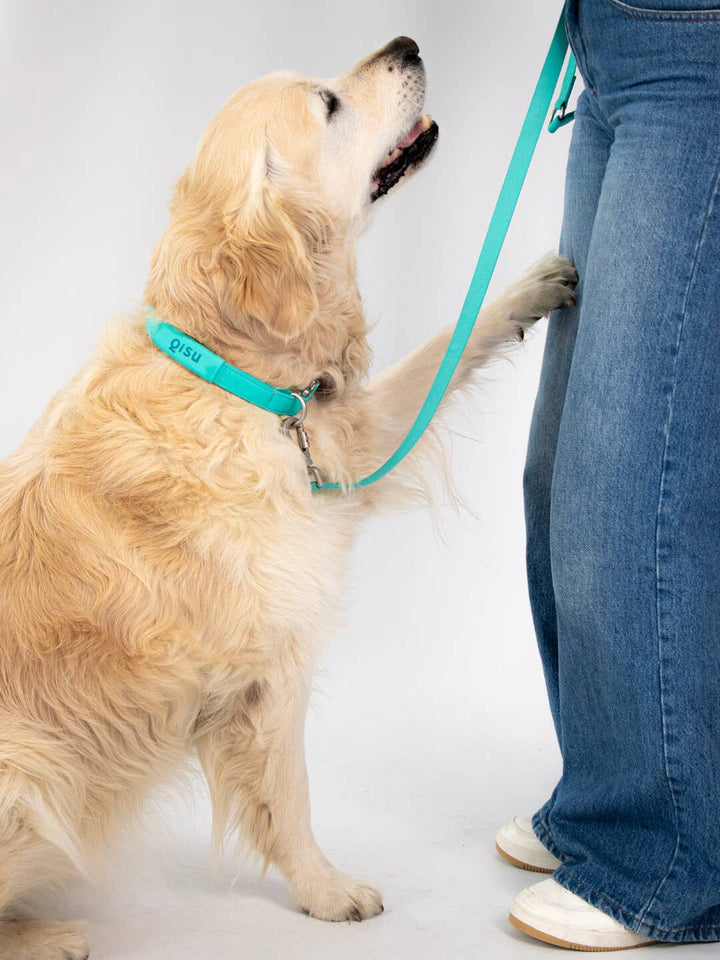 Qisu - Dog Collar | Air Collection: / Lagoon