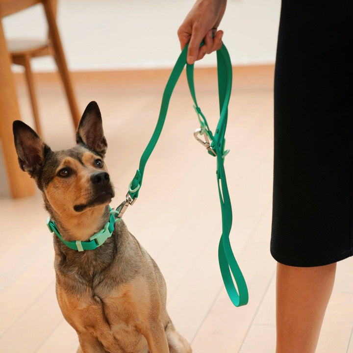 Approved by Fritz - The Fritz Leash: Standard / burgundy sun