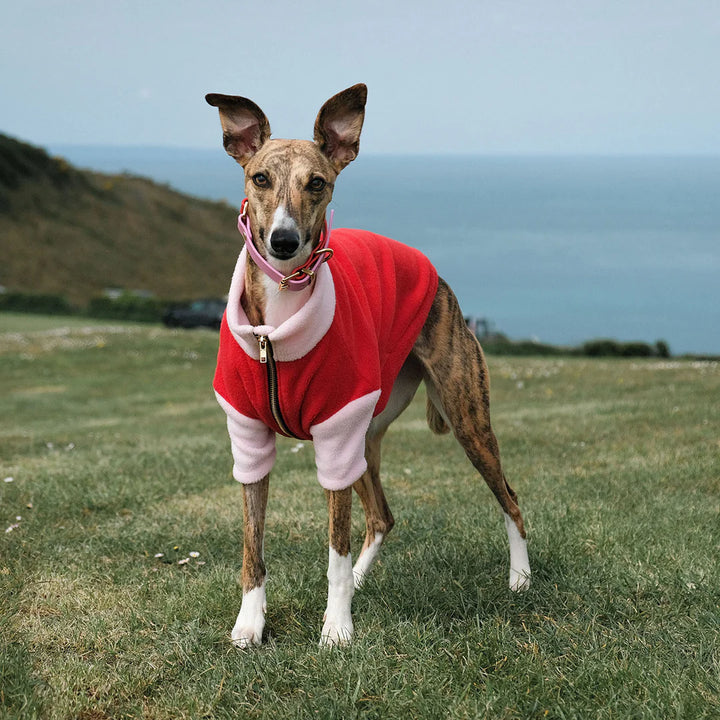 Rag & Paw Colour Block Fleece