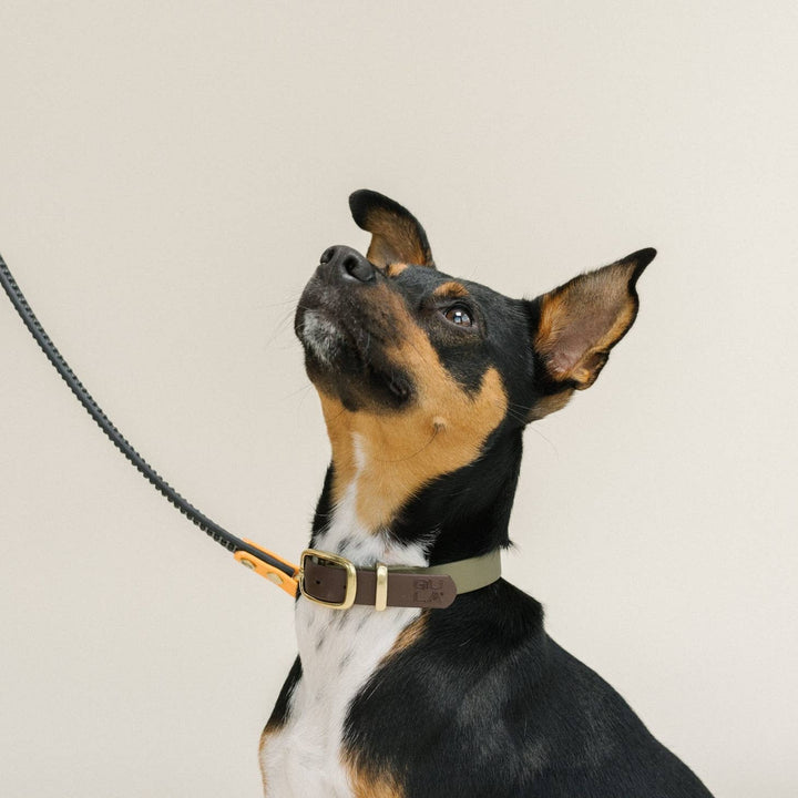 GULA DOG CARE - GULA Dog Leash (various colours)
