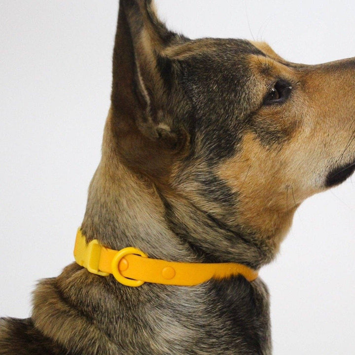 The Fritz Collar - Durable, Waterproof & Two-Tone | Orange