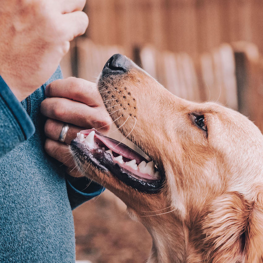 Puppy Training: 1 hour course (online)